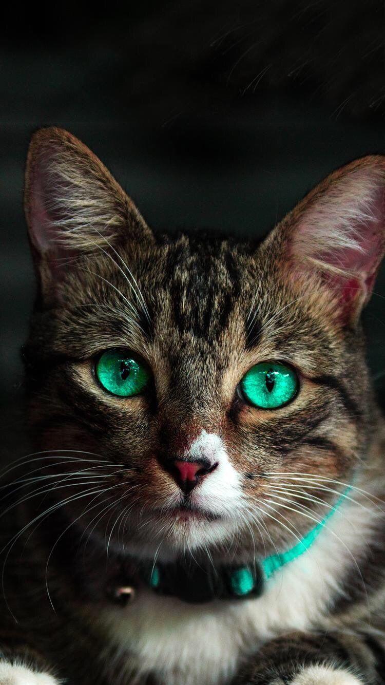 750x1334 Mobile Cat Wallpaper, iPhone .com
