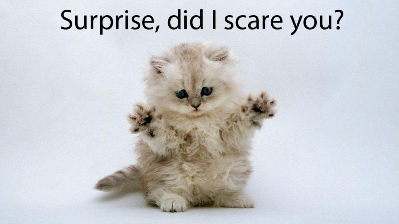 1366x768 Funny Cat Wallpaper Picture Zabrdast .avante.biz