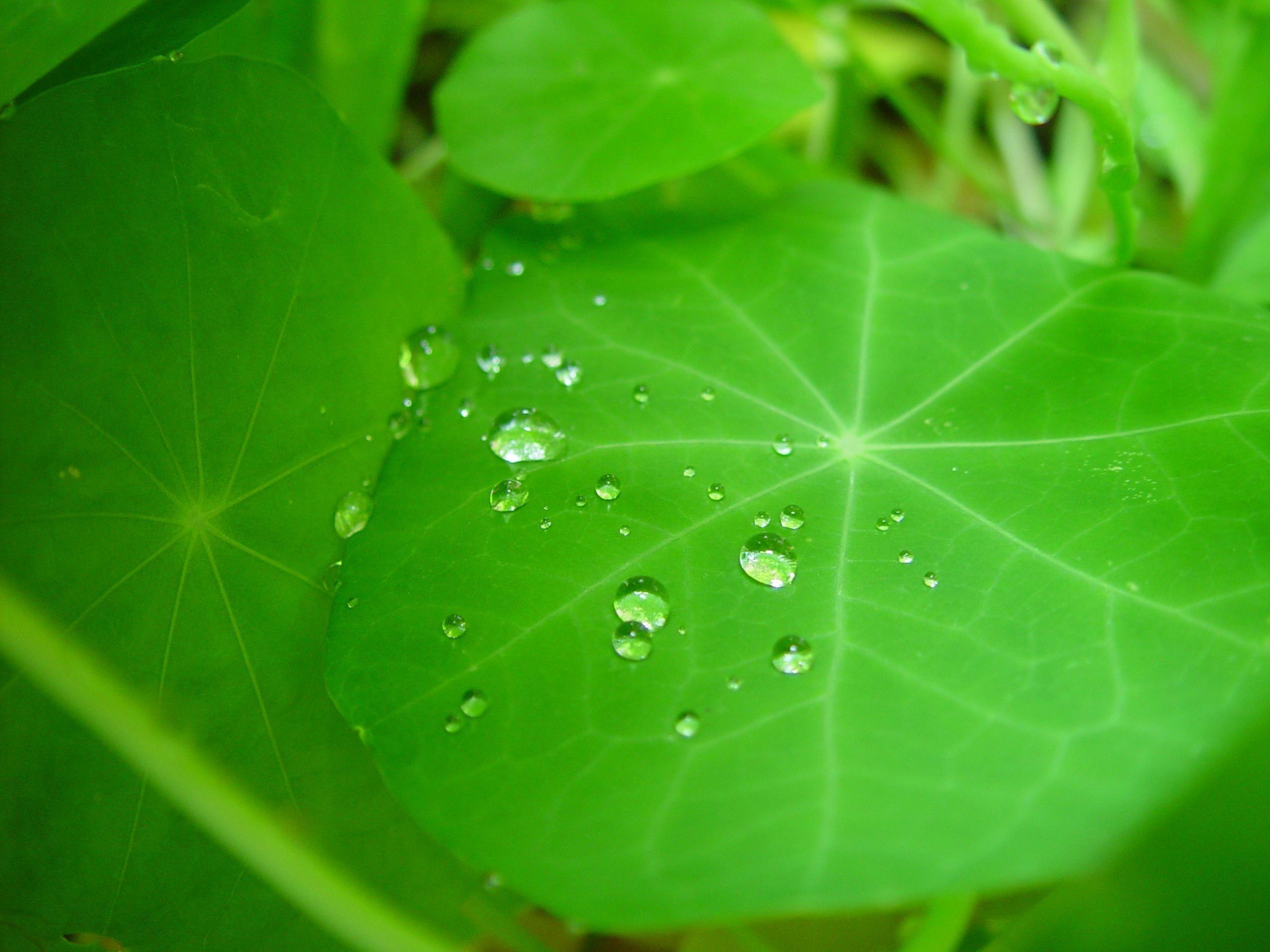 Nasturtium Wallpapers - Top Free Nasturtium Backgrounds - WallpaperAccess