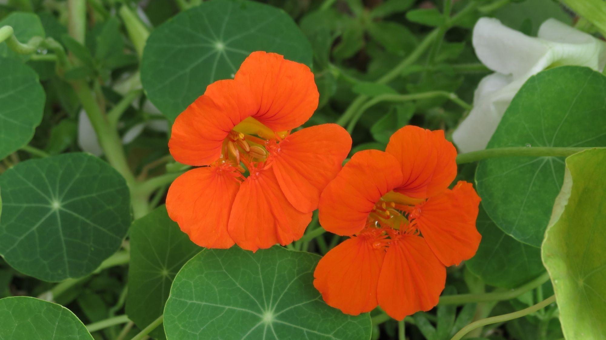 Nasturtium Wallpapers - Top Free Nasturtium Backgrounds - WallpaperAccess