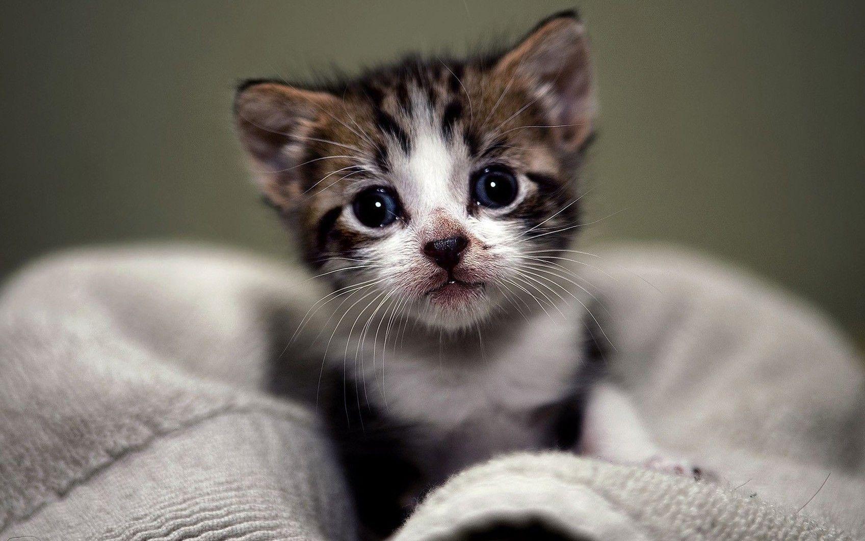 1697x1063 Cute Cat Wallpaper, Kitten Image .
