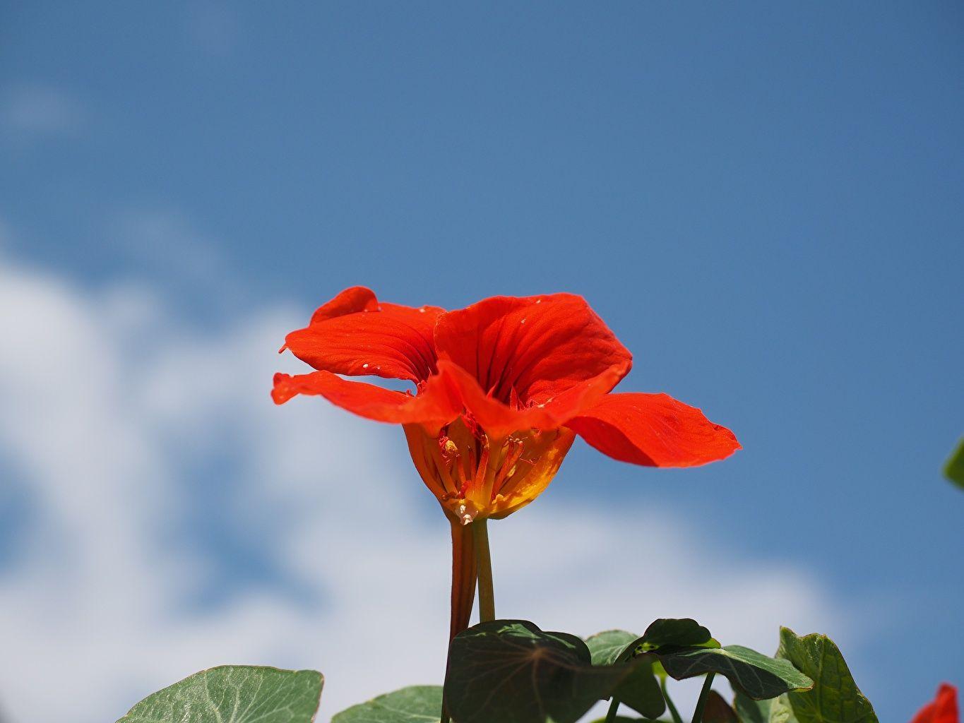 Nasturtium Wallpapers - Top Free Nasturtium Backgrounds - WallpaperAccess