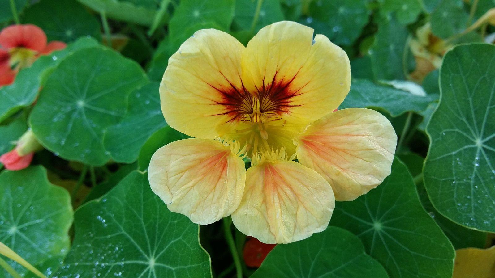 Nasturtium Wallpapers - Top Free Nasturtium Backgrounds - WallpaperAccess