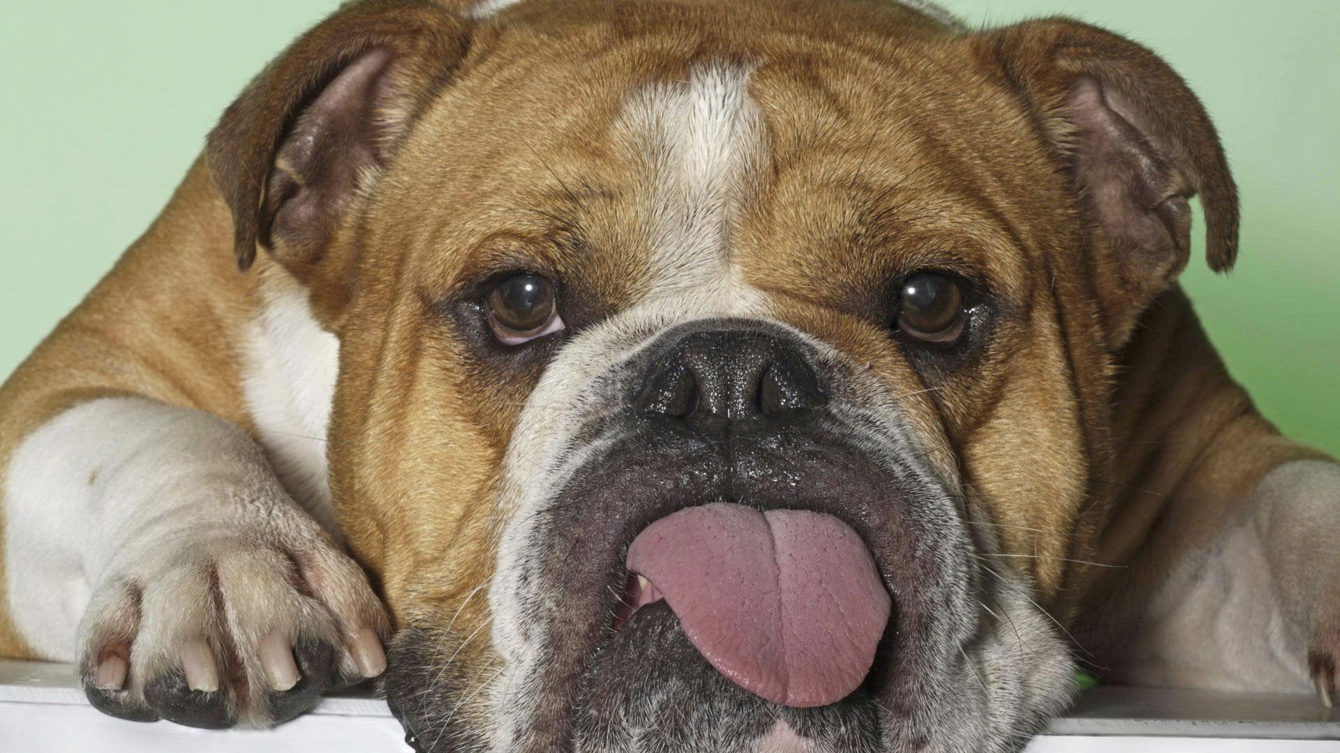 1920x1080 Old English Bulldog Wallpaper