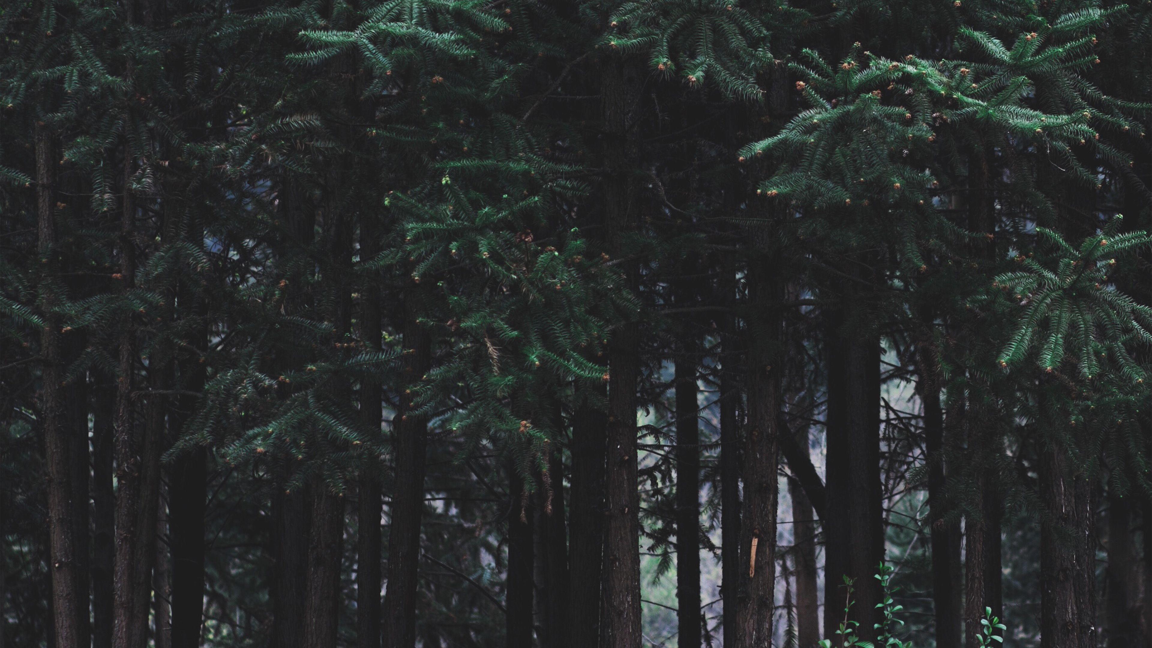 3840x2160 wallpaper for desktop, laptop. wood forest dark night tree nature