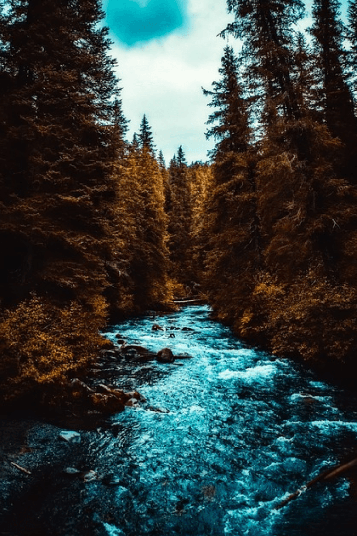 735x1102 Things To Know About Alaska. Forest .com