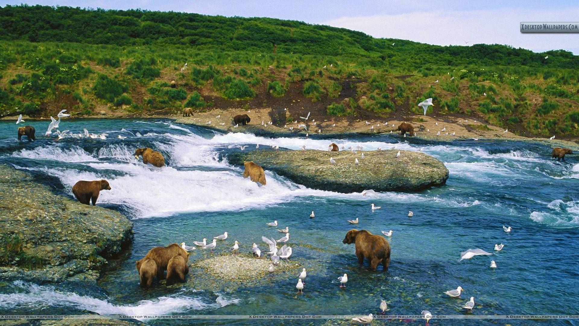 Обитатели аляски. Аляска природа животный мир. Животные Аляски. Дикая природа Аляски. Звери Аляски.