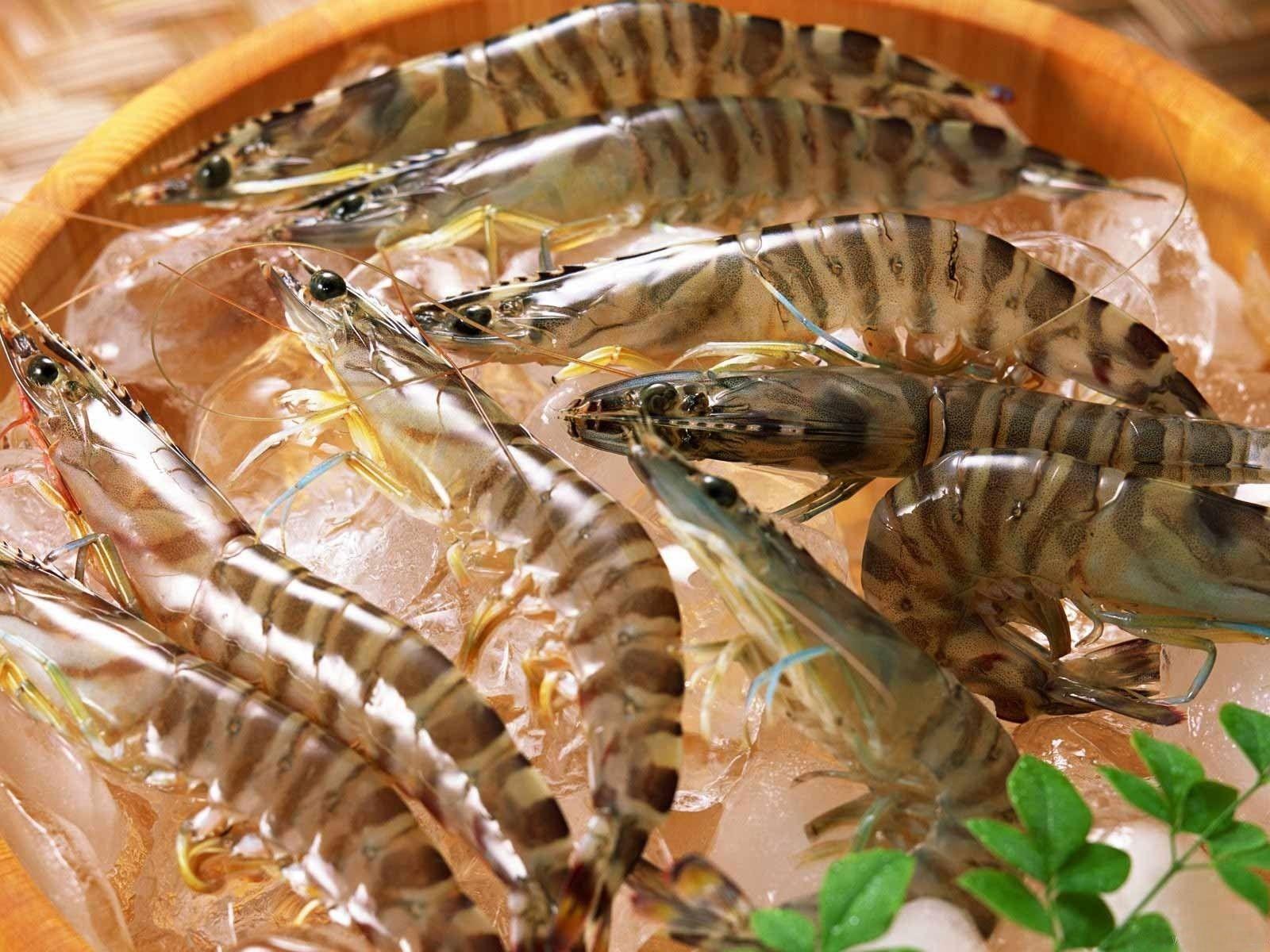 1600x1200 Tiger Prawn South Africa .
