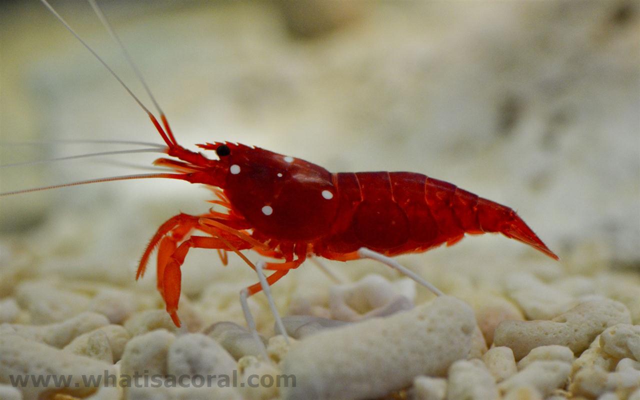 1280x800 Shrimp Wallpaper