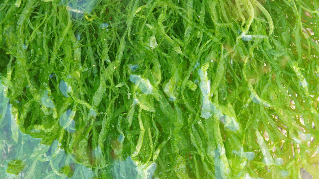 1280x720 Algae