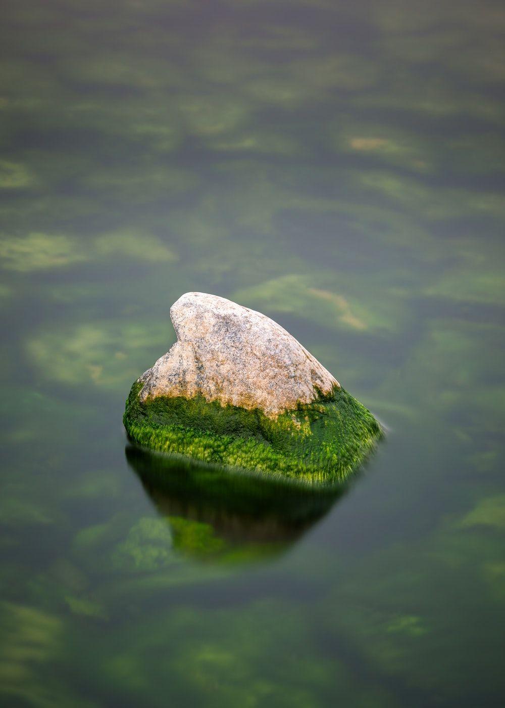 1000x1400 Algae Picture. Download Free Image .com