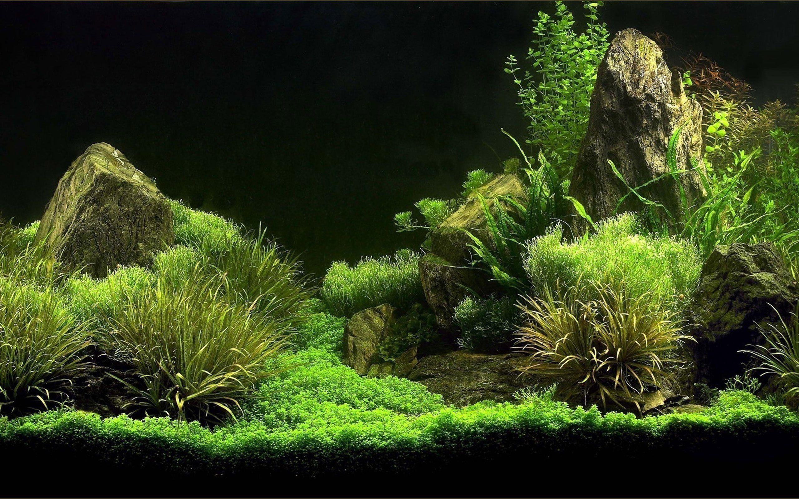 2560x1600 wallpaper algae, aquarium, green algae .
