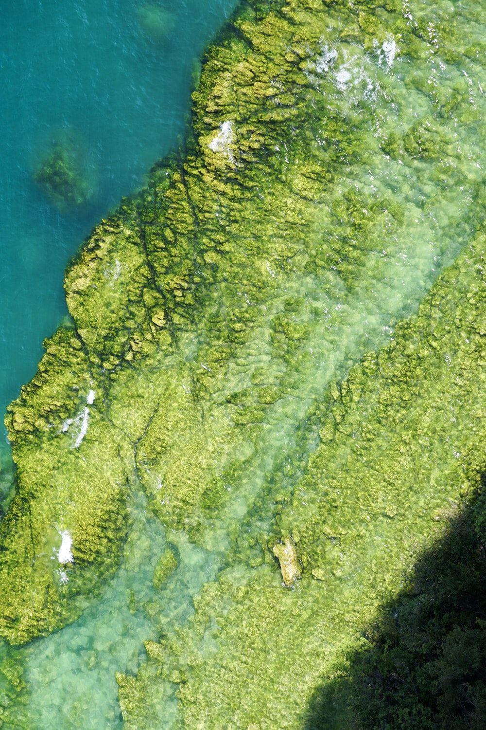 1000x1500 Algae Picture. Download Free Image .com