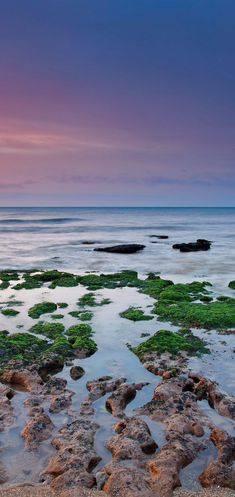 768x1621 Reefs Moss Sea Rain Algae Wallpaper .