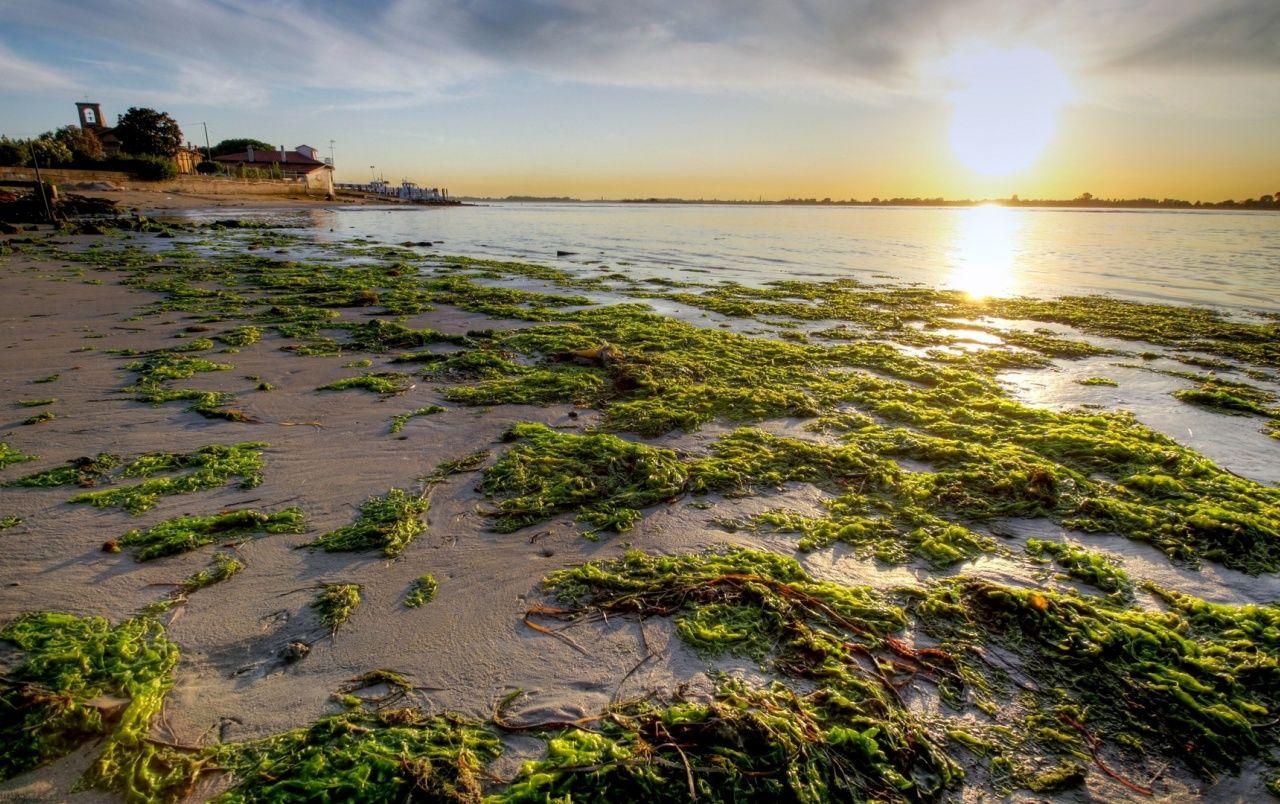 1280x804 Algae Beach wallpaper. Algae Beach .