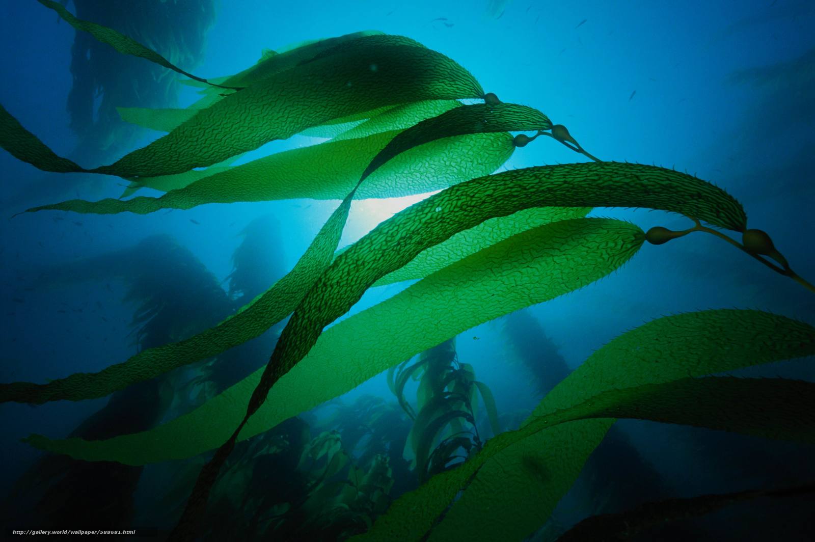 1600x1064 Download Wallpaper Sea, ALGAE, Nature .gde