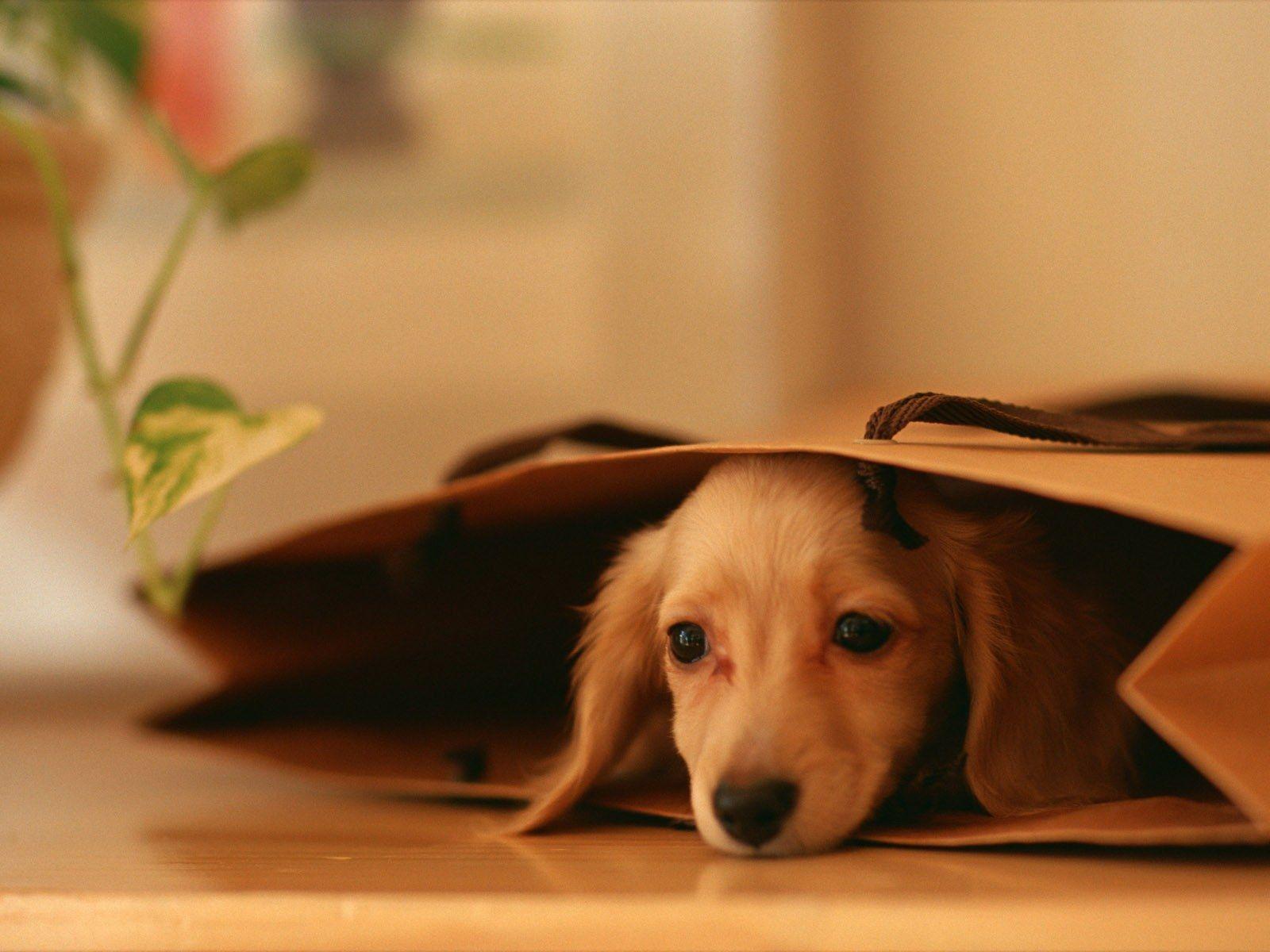 1600x1200 Dachshund