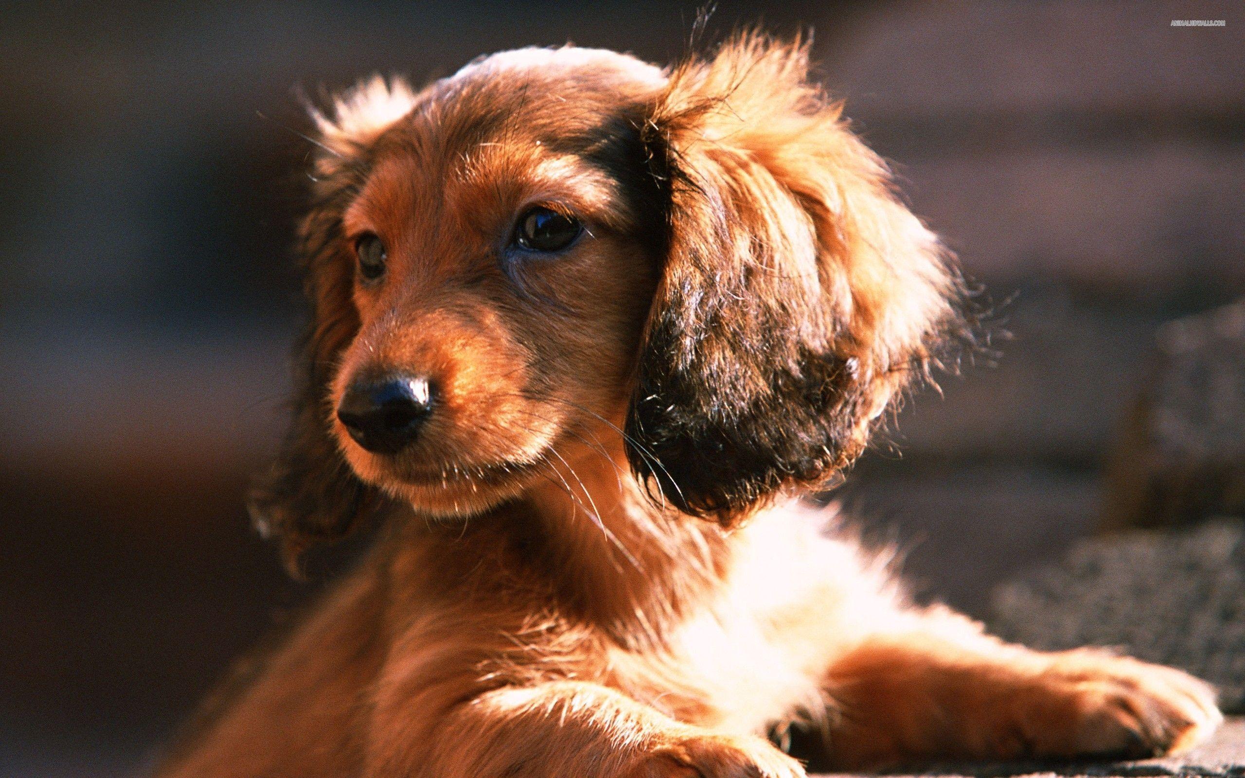 2560x1600 Dachshund ideas. dachshund, wiener dog, dogs