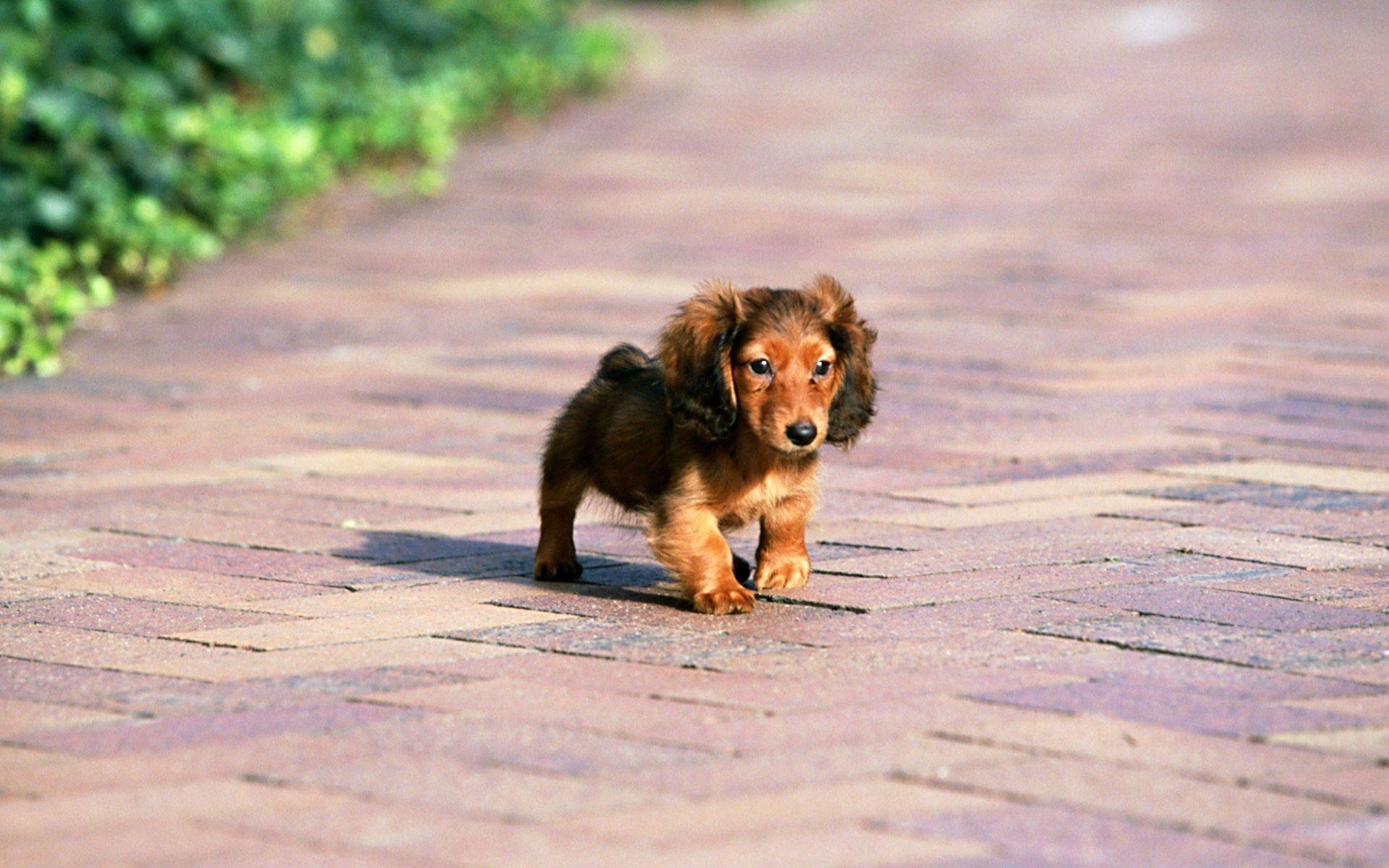 1920x1200 Miniature Dachshund Puppies Wallpaper .