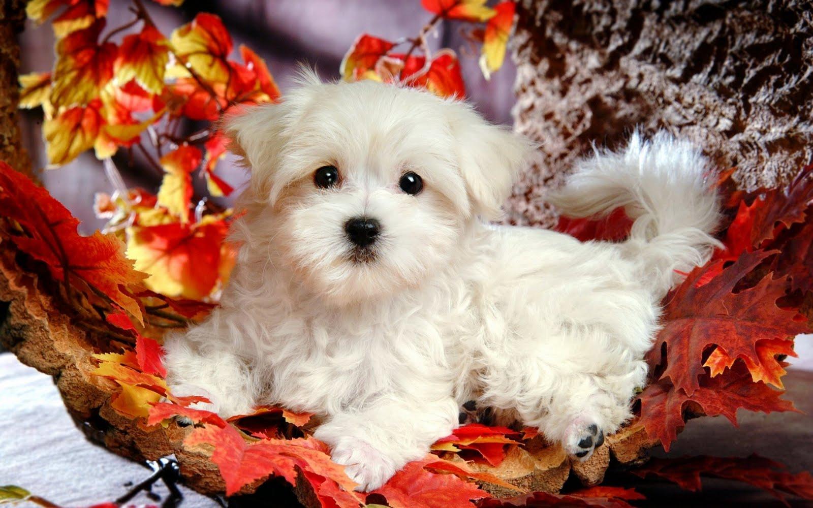 1600x1000 Cute Winter Puppy Wallpaper on .wallpaper.dog