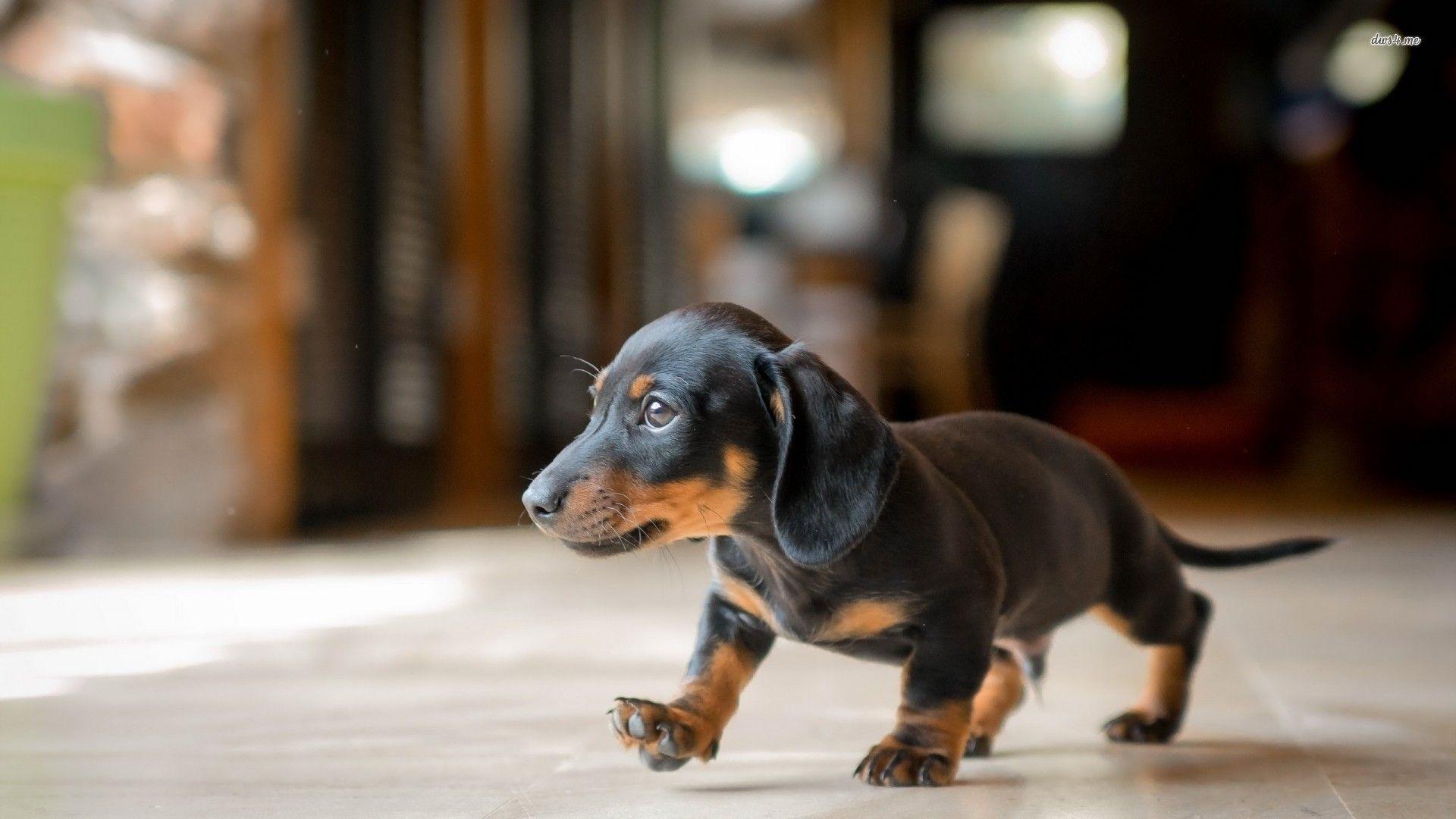 1920x1080 Dachshund Puppy Wallpaper Data Src .