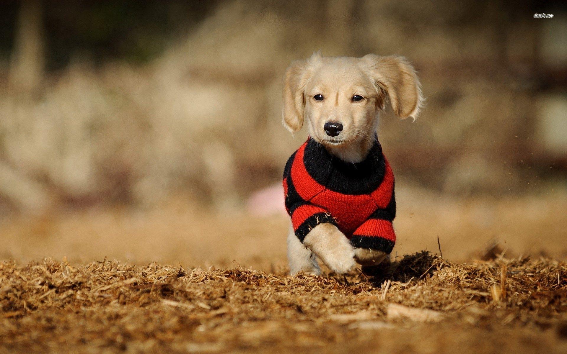 1920x1200 Dachshund Halloween Wallpaper .