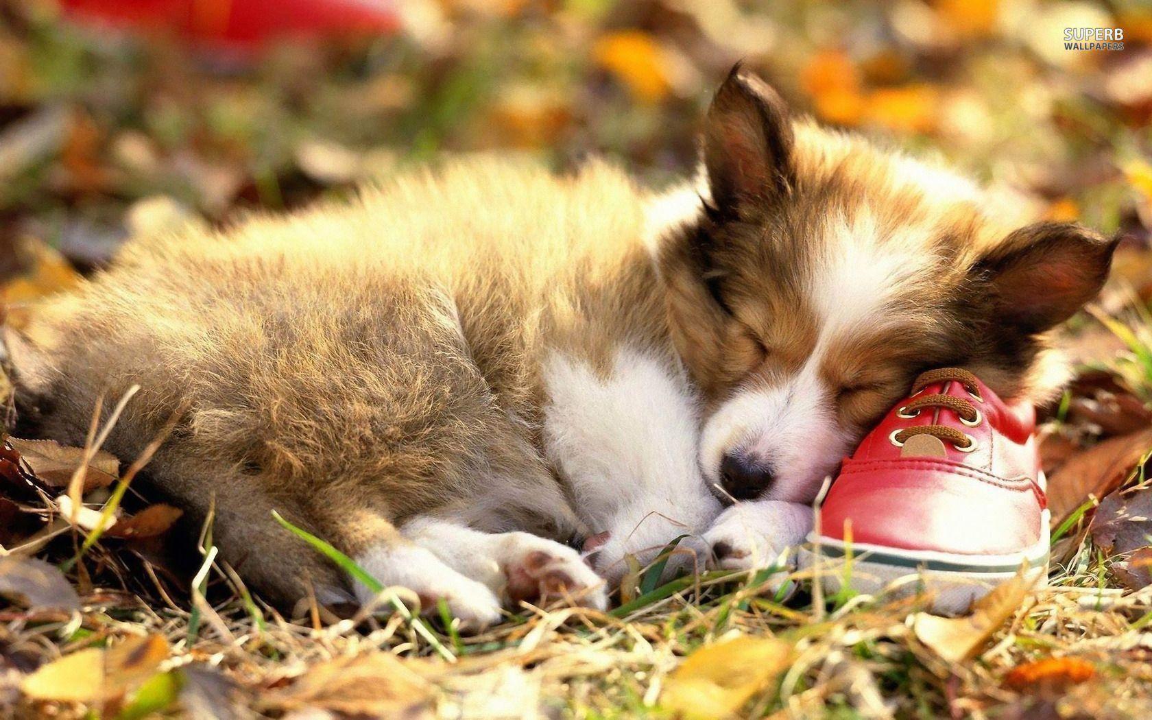 1680x1050 Autumn Puppy Wallpaper Sleep .line.