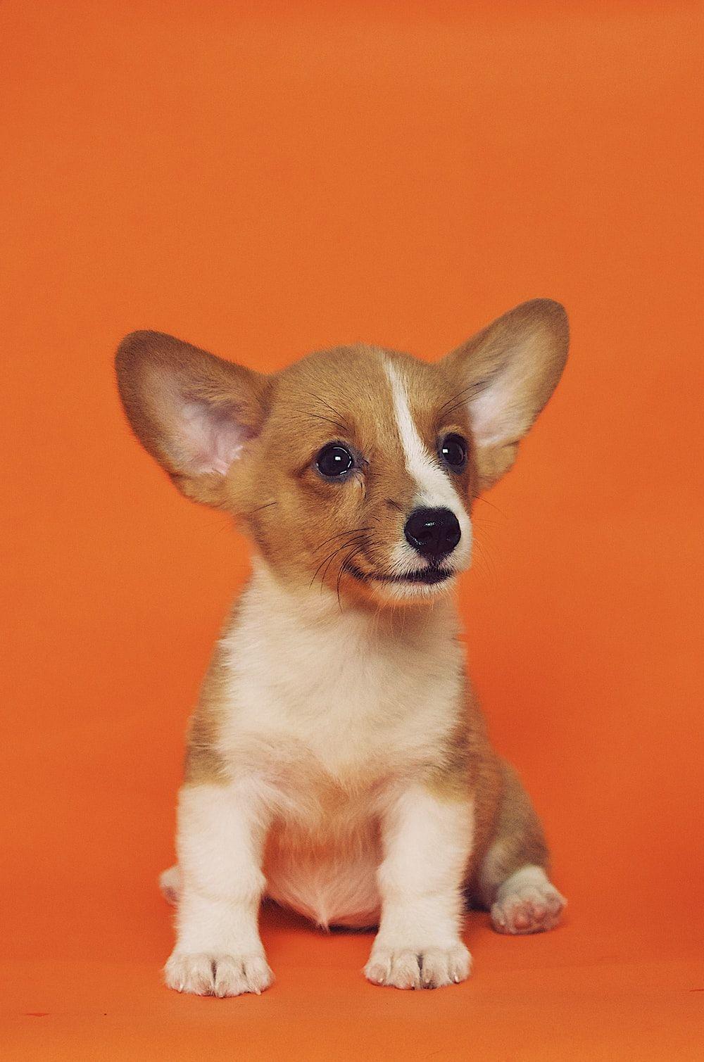 1000x1509 Dog Wallpaper: Free HD Download .com