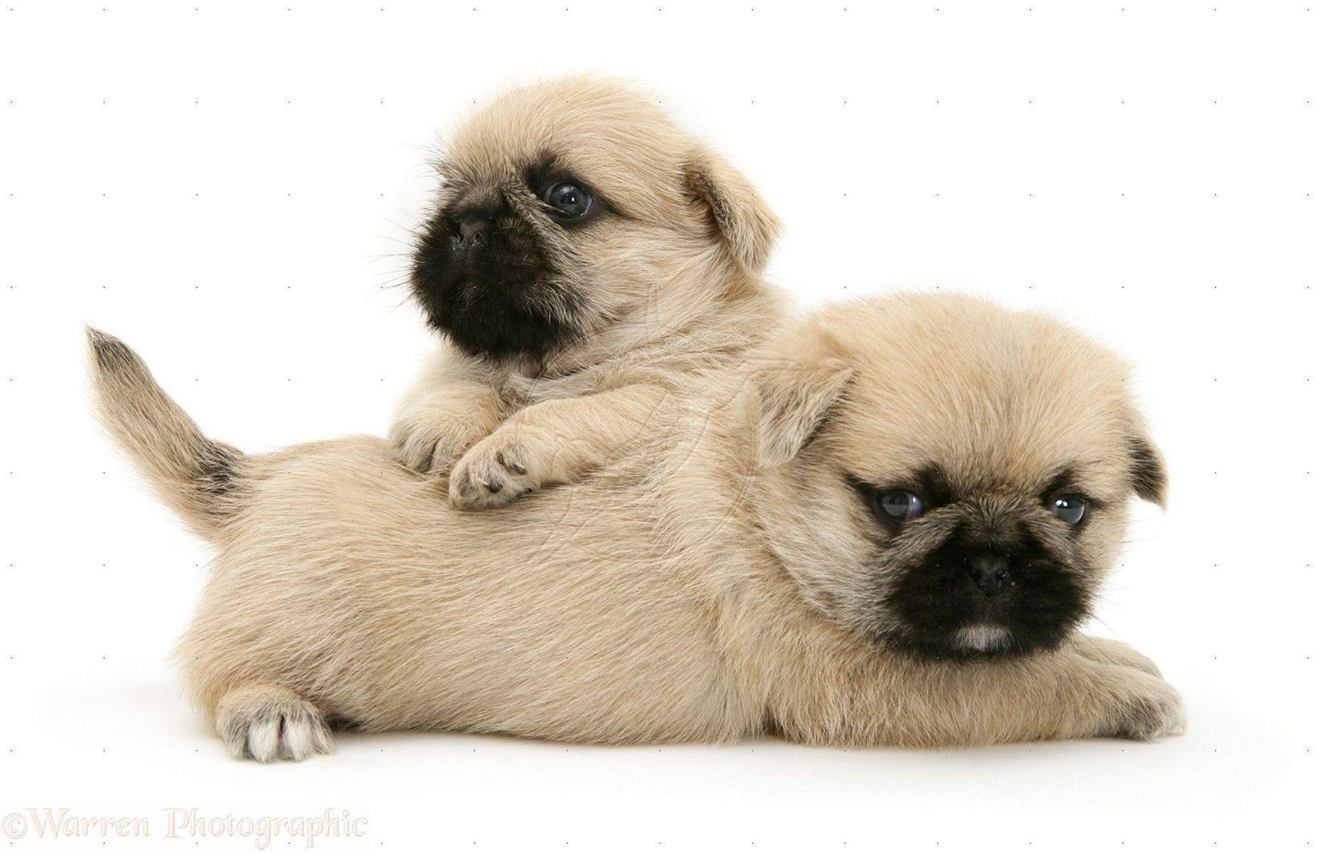 1855x1200 Pug Puppies Wallpaper