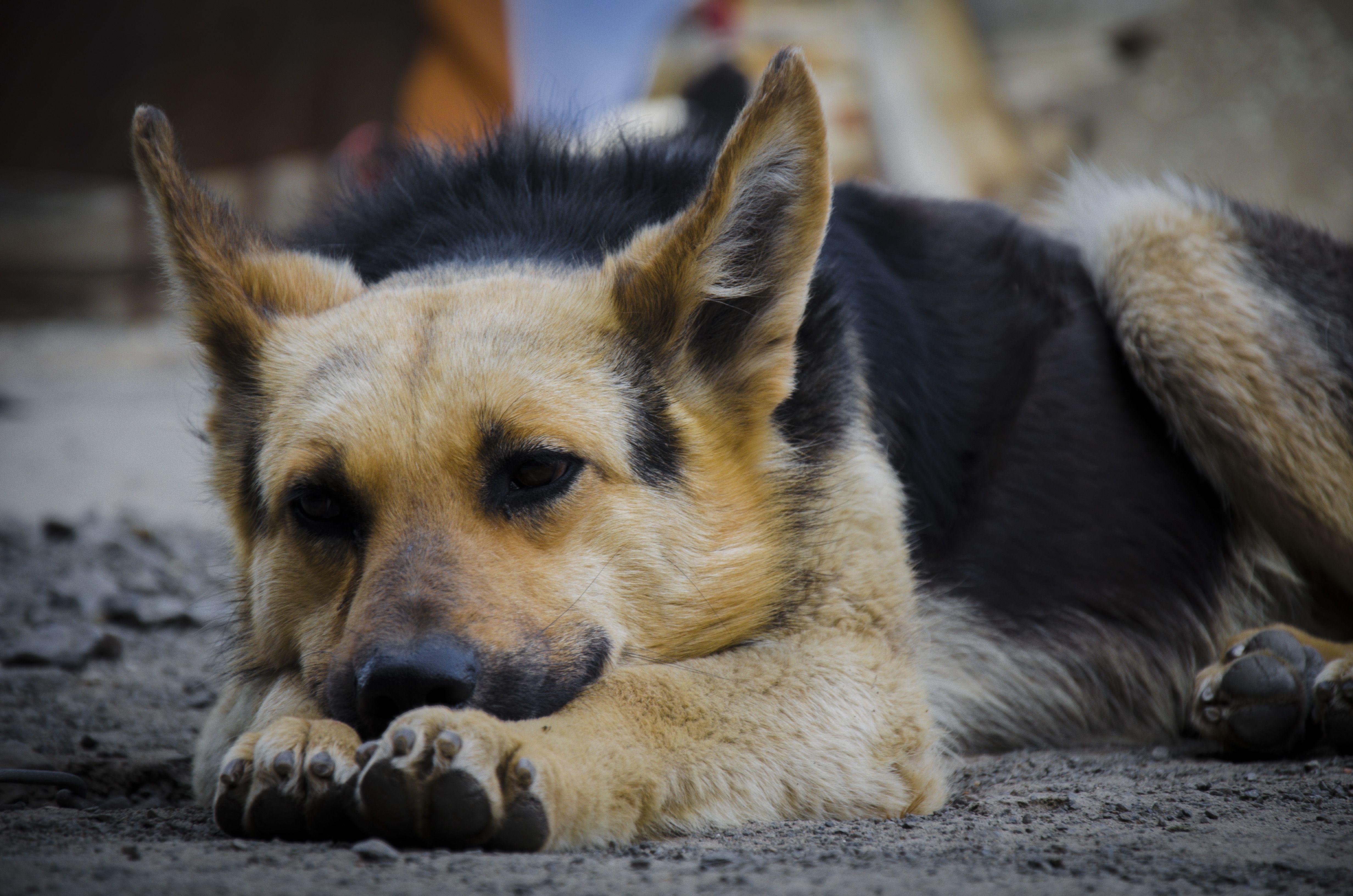 4928x3264 German Shepherd 4k Ultra HD Wallpaper