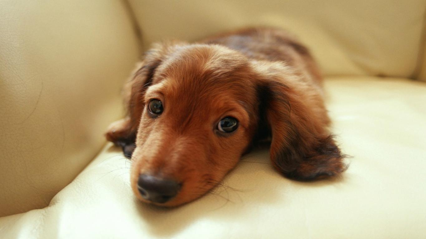 1366x768 miniature, Dachshund dog, Dachshund