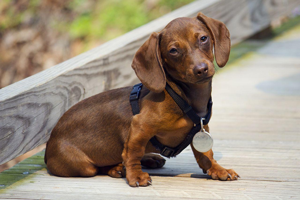 1280x853 image Puppy Dachshund dog