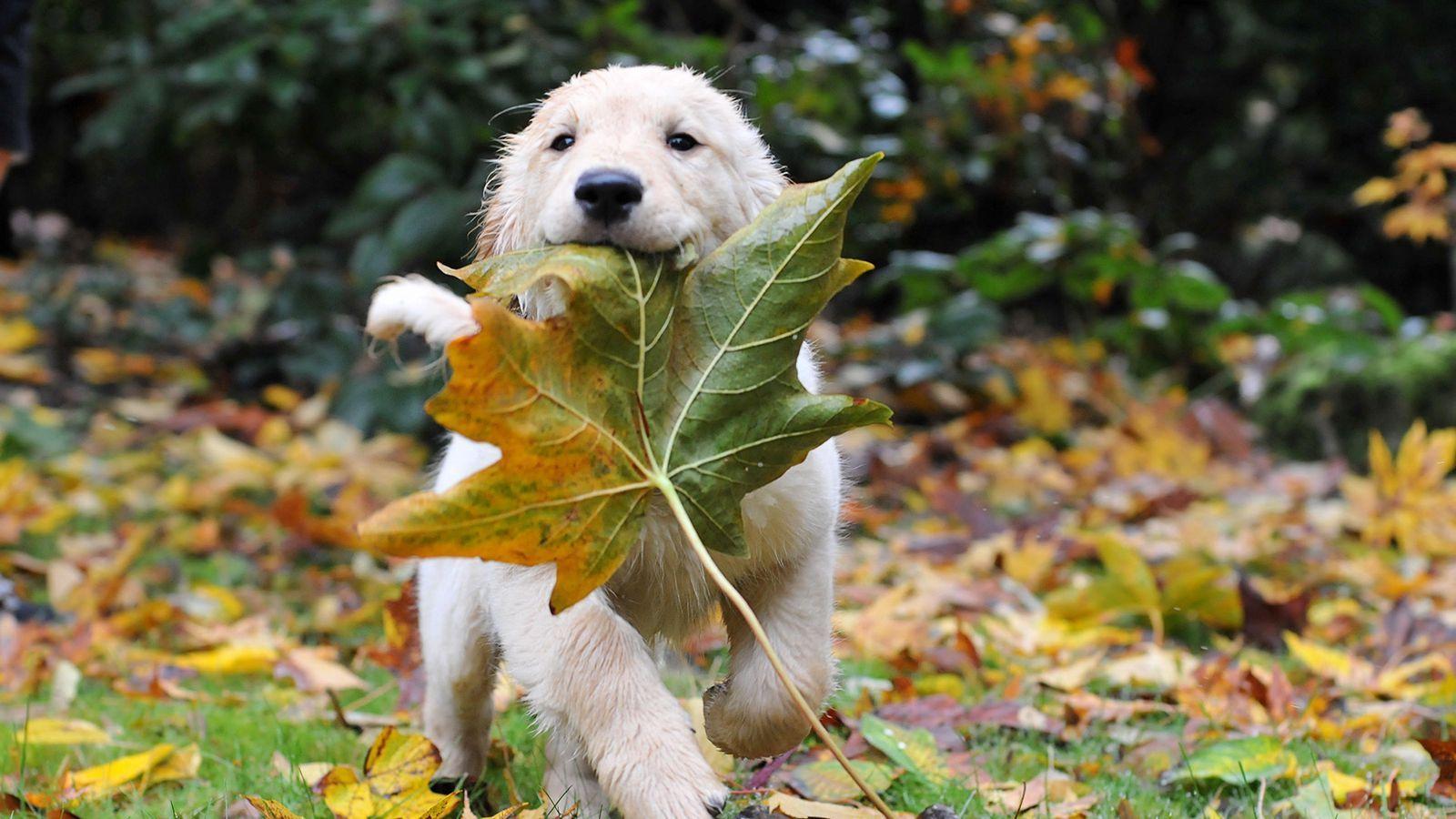 1600x900 Download wallpaper 1600x900 dogs, run .