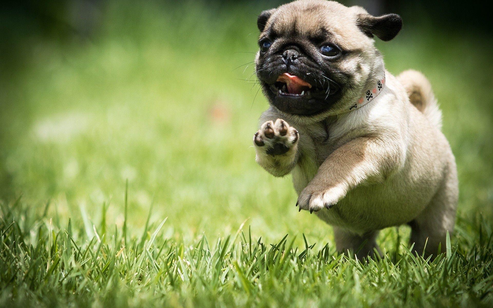 1920x1200 Pug Puppy Dog Background .line.
