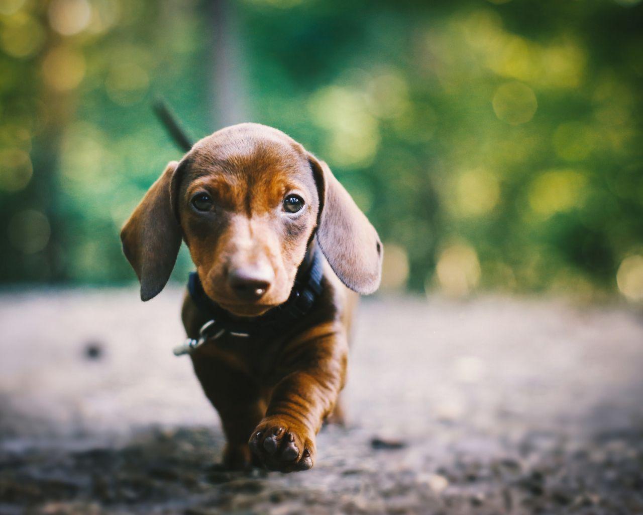 1280x1024 Desktop Wallpaper Dachshund Puppy, HD .