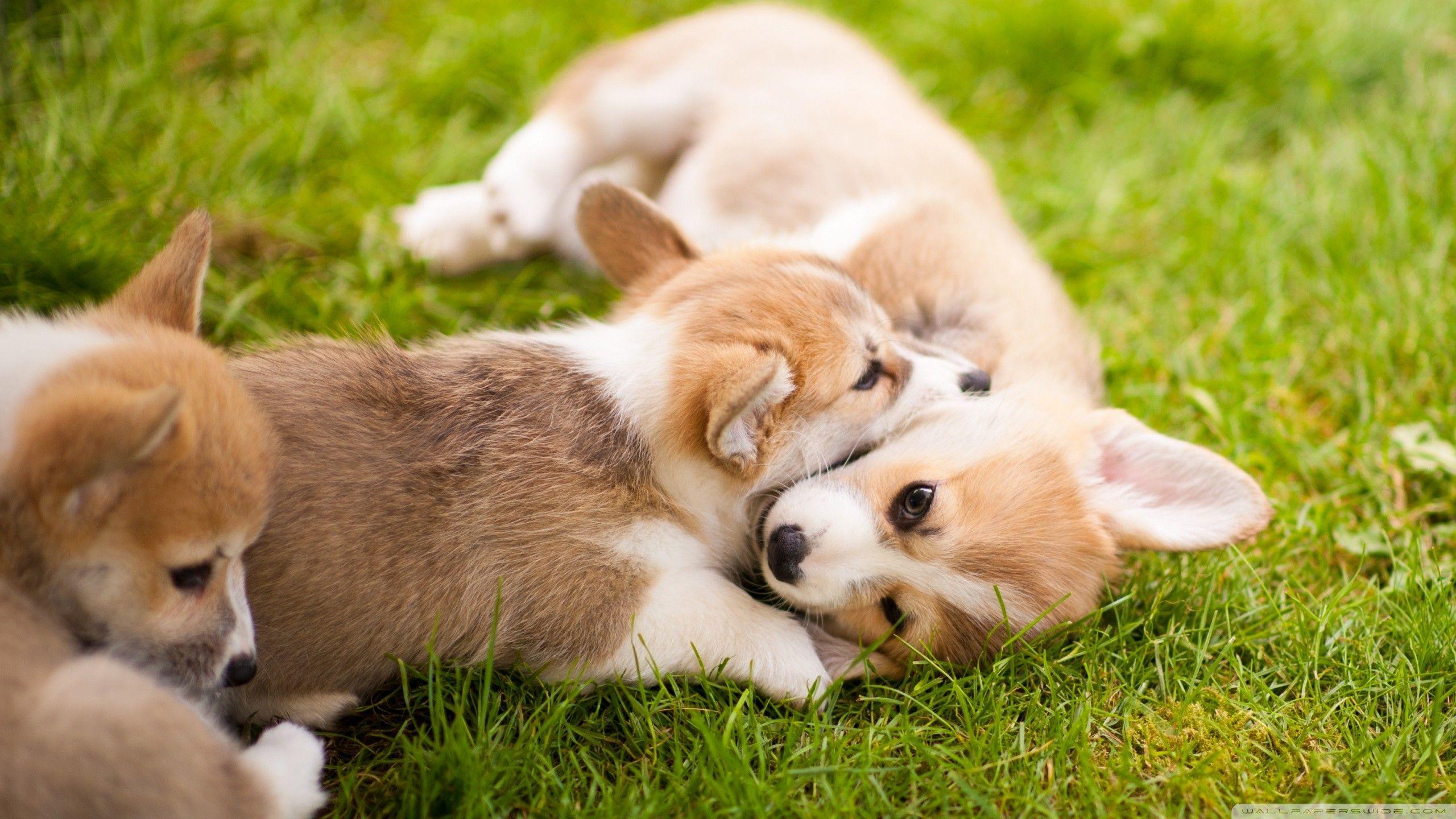 2560x1440 Hd Puppy Wallpaper HD HD Wallpaper
