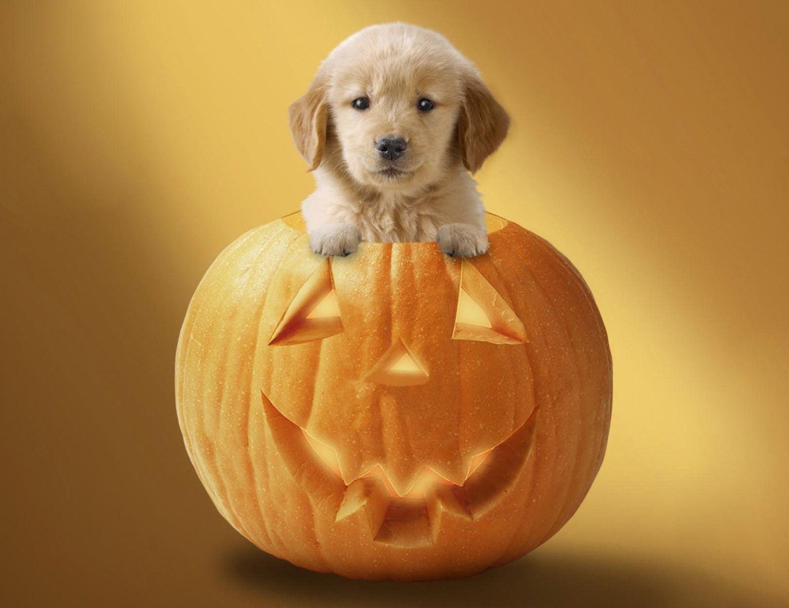 Cute Halloween Puppy Wallpapers - Top Free Cute Halloween Puppy ...