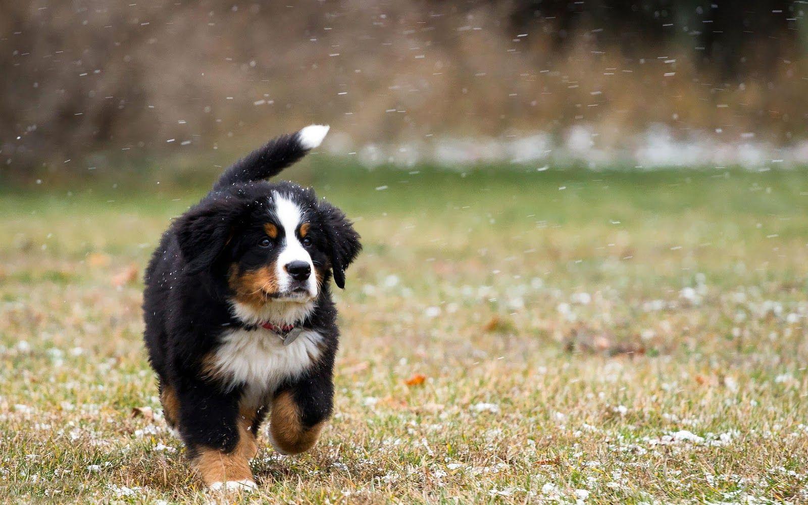 1600x1000 Puppy