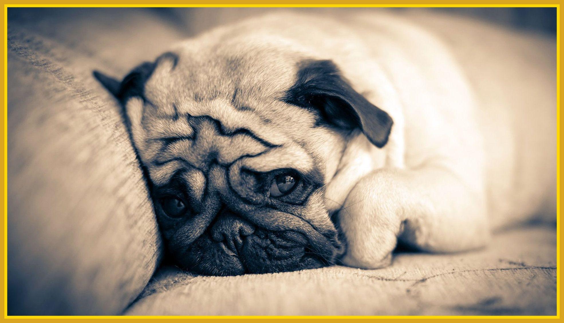 1970x1130 Cute Sad Puppy Wallpaperwallpaper.dog
