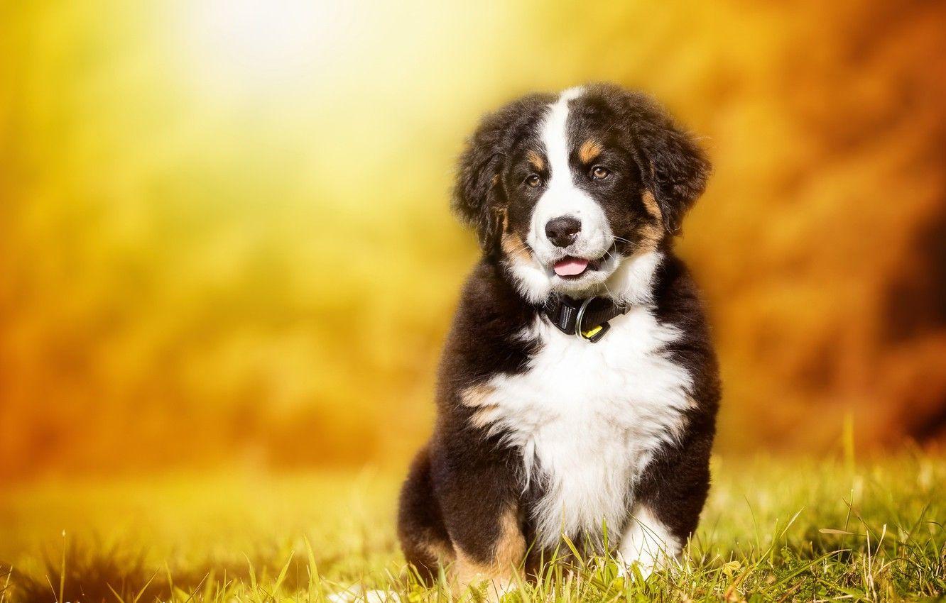 1332x850 Wallpaper autumn, dog, puppy
