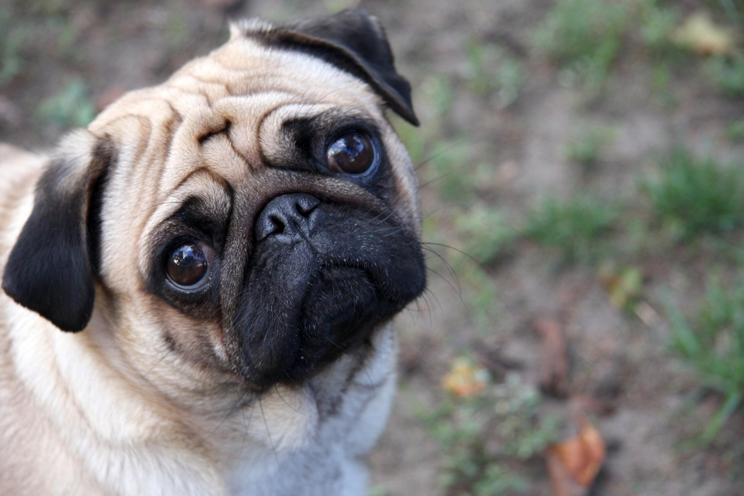 2400x1600 Pug Pug Puppy .itl.cat