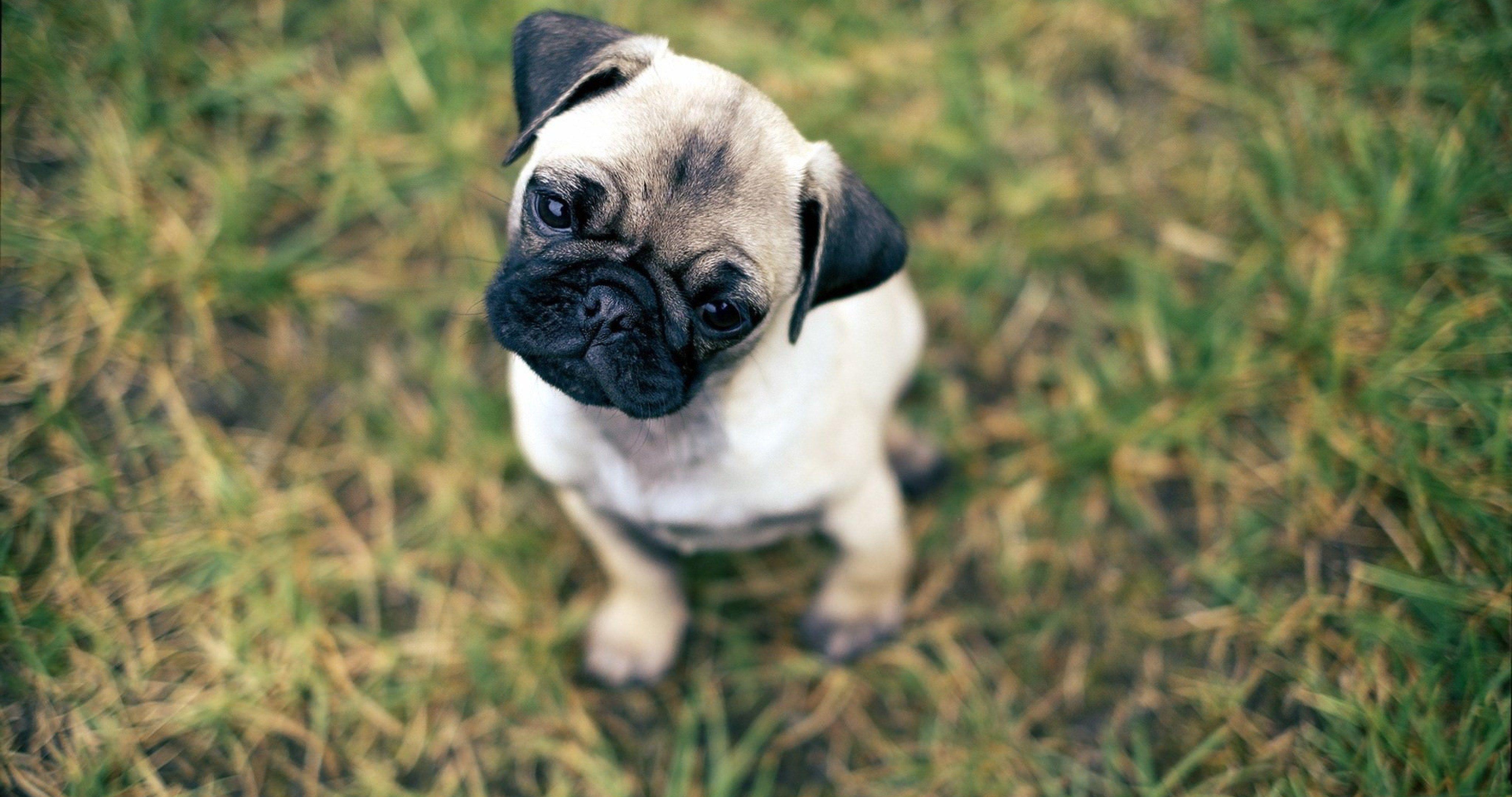 4096x2160 Pug Puppies Wallpaper 4096x2160 .itl.cat