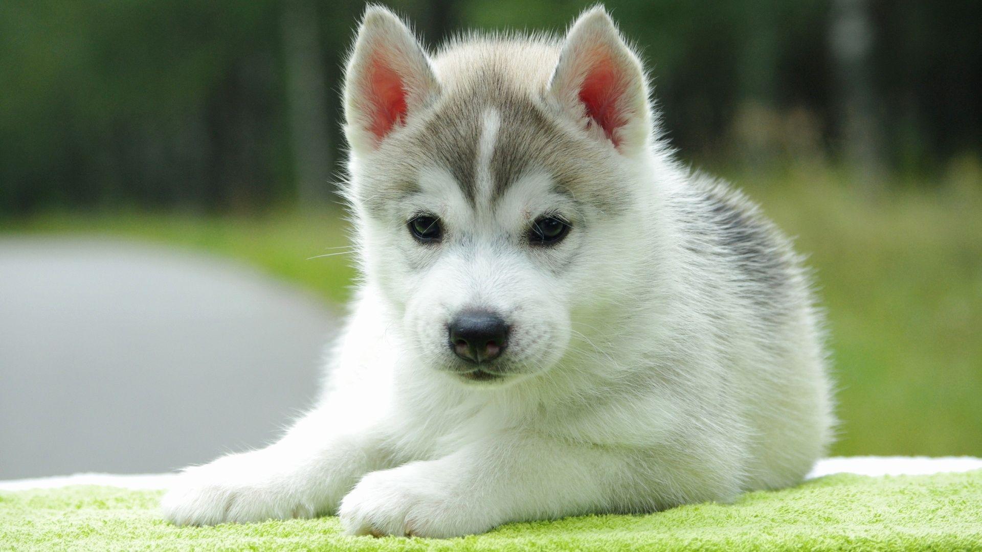 1920x1080 To Cute Puppy Wallpaper For Desktop Mobile Background Wallpaper Of Dogs HD Wallpaper