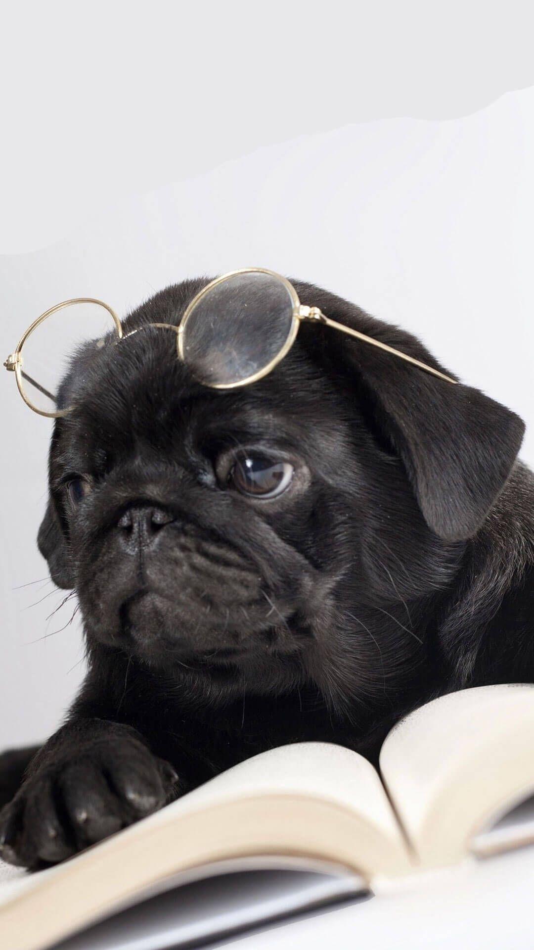 1080x1920 Pug iPhone Wallpaper