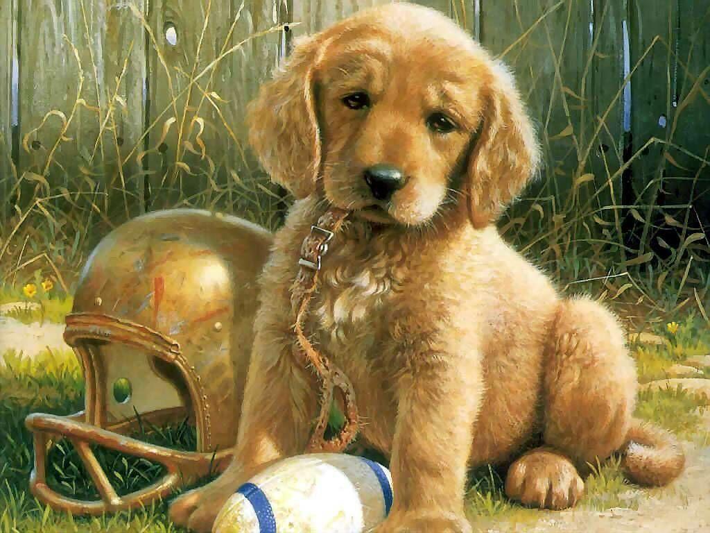1024x768 Funny Puppy