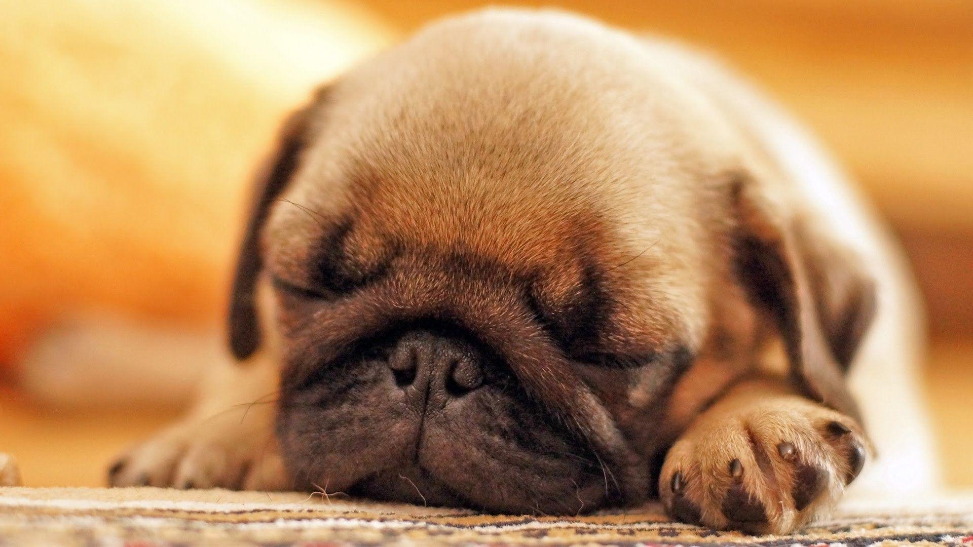 1920x1080 Black Pug Puppy HD Wallpaper Pug .itl.cat