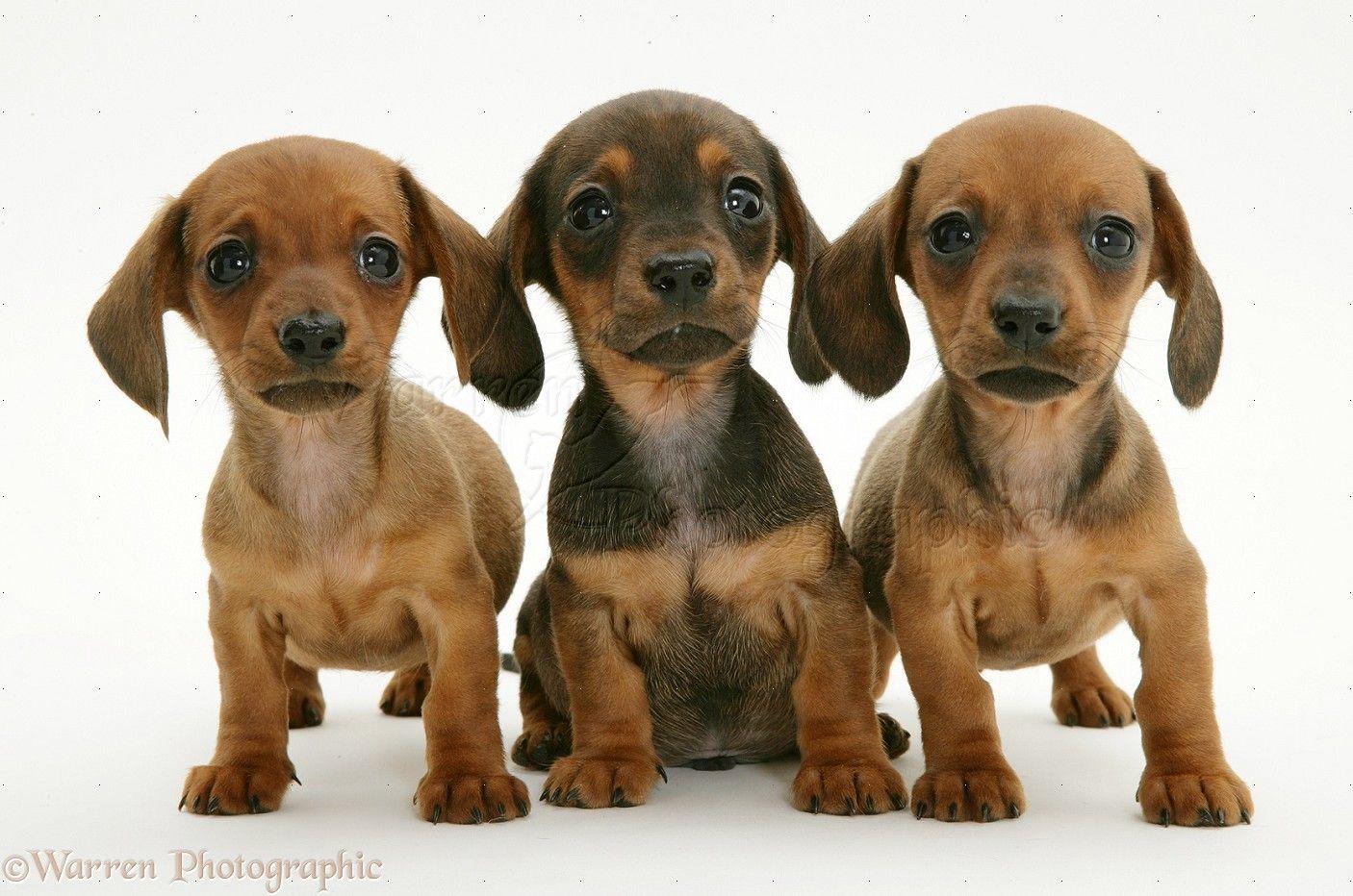 1406x932 Free download dachshund puppies Cute .