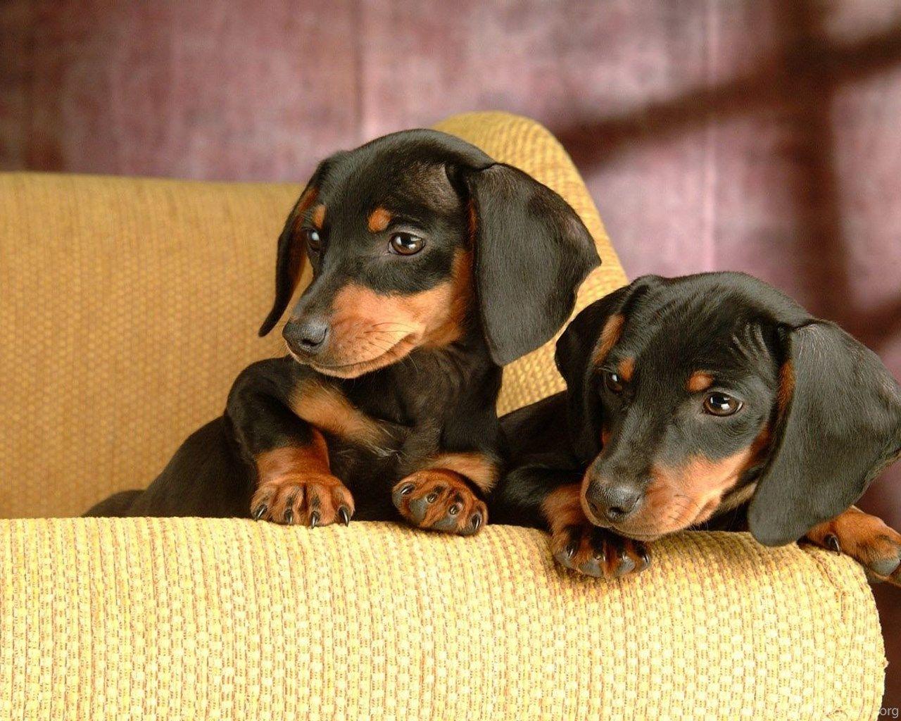 1280x1024 Dachshund Puppy Wallpaper