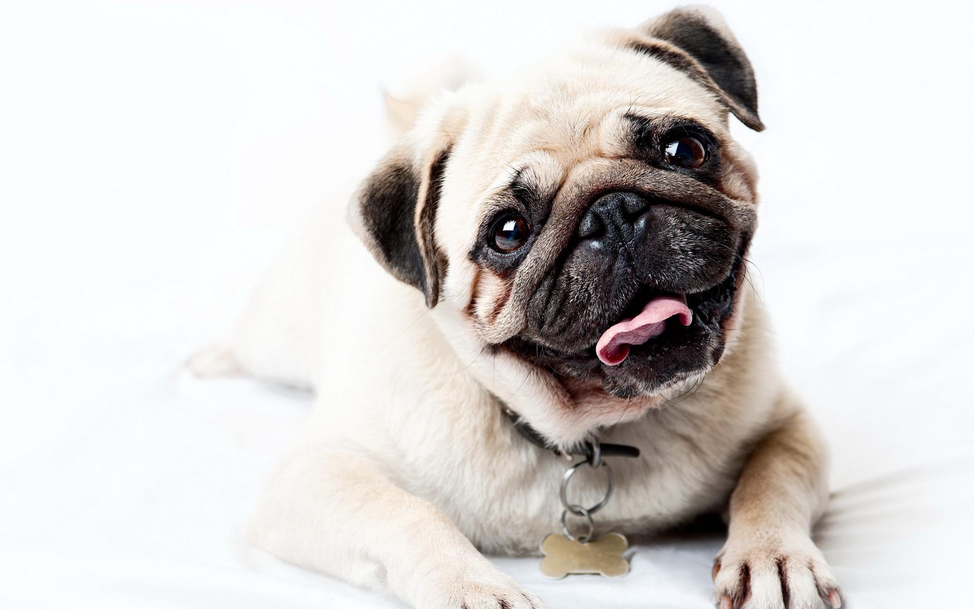 1920x1200 Pug Puppies Wallpaper