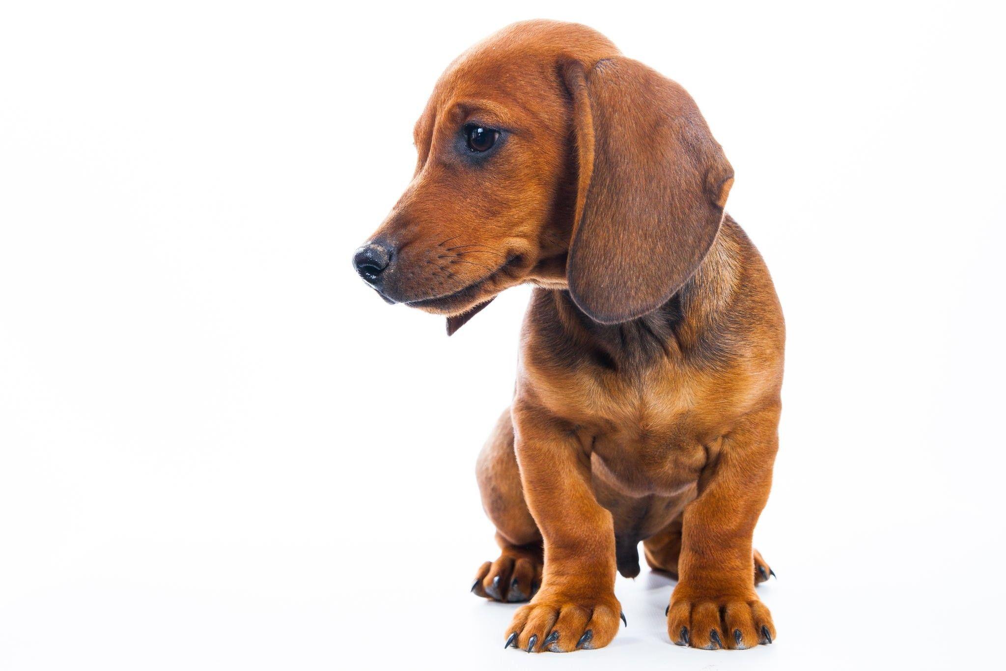2048x1366 Dachshund Puppy. The